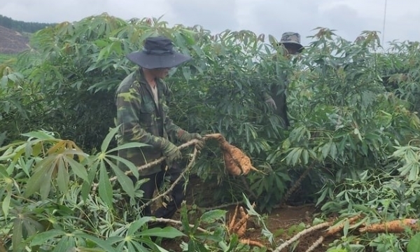 Cassava plants plummet: Low productivity, pests surround